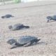 Turtle Conservation